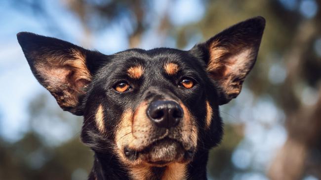 Casterton Kelpie Muster. Pictures: Nicole Cleary.