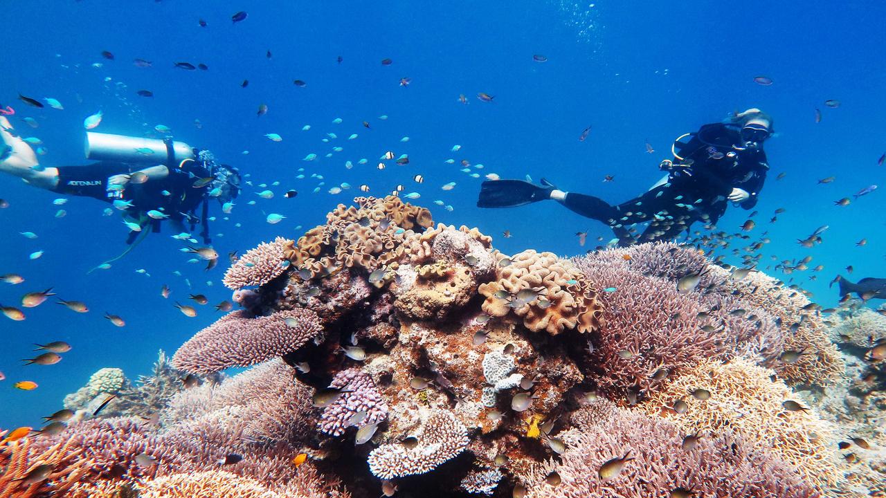 Scuba divers explore coral gardens teaming with fish life on Saxon Reef, part of the Great Barrier Reef. Picture: Brendan Radke