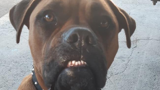 Loveable "50 kilo lump" Dozer has been voted Gympie's quirkiest pet, and it's easy to see why. Pictures: Supplied