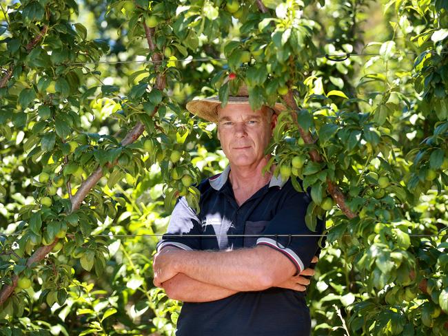 Peter Hall is a Goulburn Valley Orchardist. He has 600 acres of trees and relies on backpackers to pick up to 30 per cent of his crop Picture: Andy Rogers