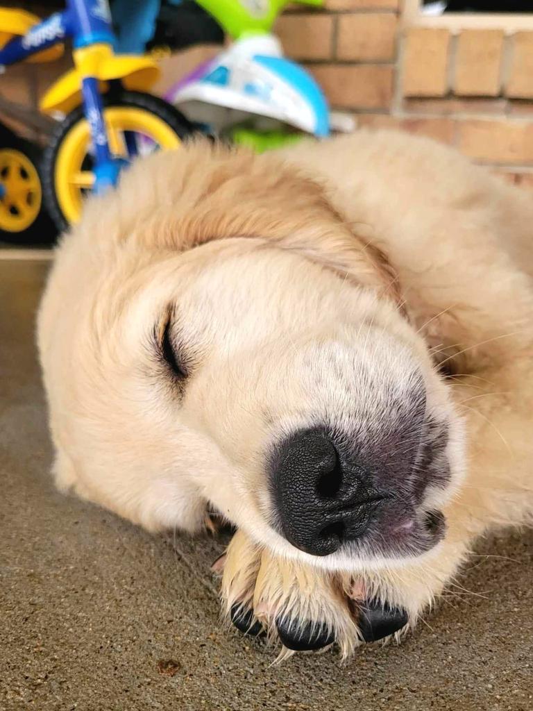 Ted: Ang Souter's 11 week old Golden Retriever