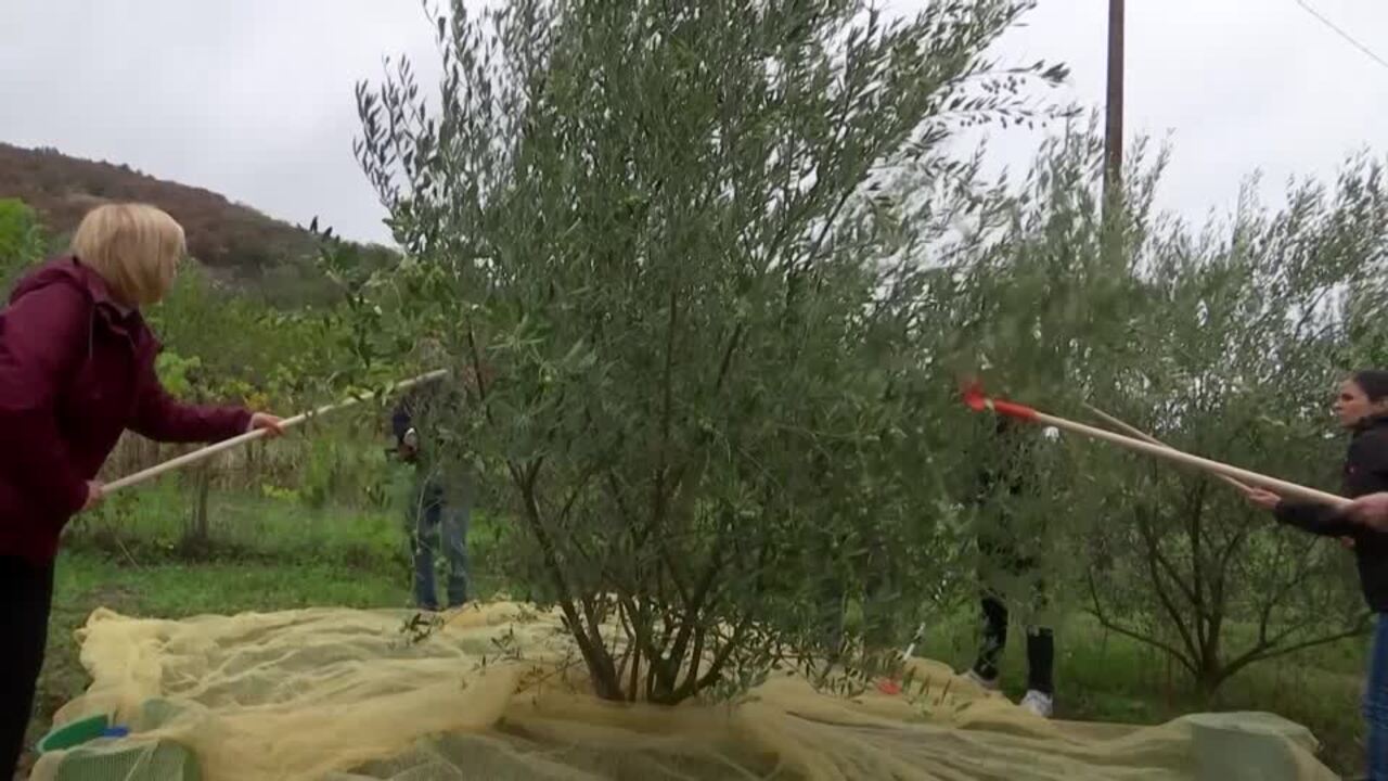 Spanish olive trees find new home in Hungary as climate warms