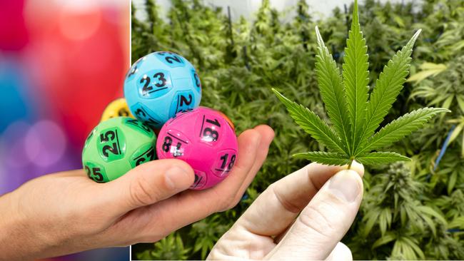 A Tattslotto operator has been caught running a sophisticated cannabis growing operation out of his Berwick home. Digitally altered generic images.