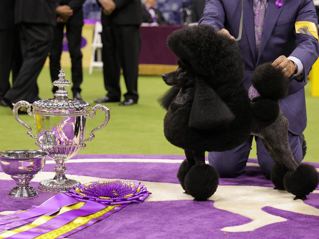 Sage the snappily groomed miniature poodle looked right at home taking the podium for best in show at the 148th Annual Westminster Kennel Club Dog Show in Queens, New York. Picture: Michael Loccisano/Getty Images for Westminster Kennel Club