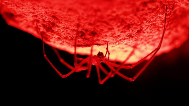 The Tasmanian cave spider from the documentary <i>Sixteen Legs</i>. Picture: JOE SHEMESH