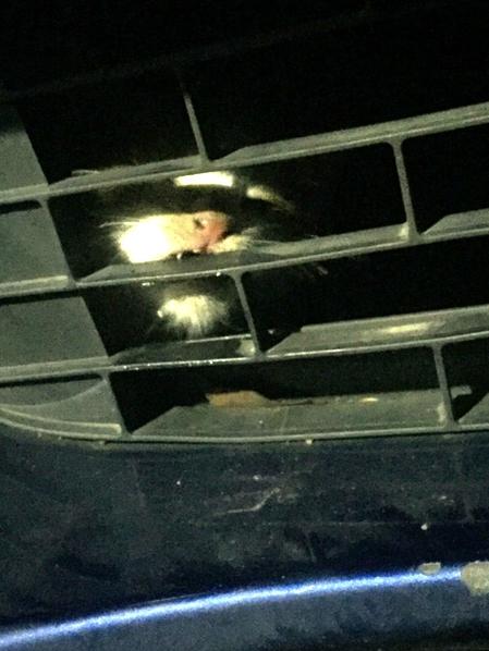 Honda trapped in the car’s engine for over 12 hours. Picture: Supplied