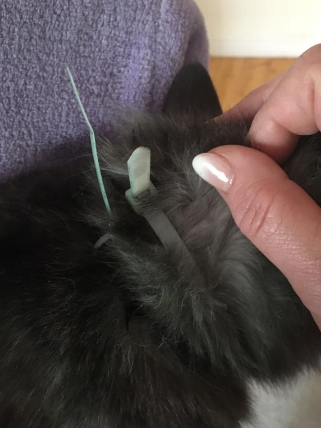 A cat was found bound with cable ties, along with a threatening note, in Research.