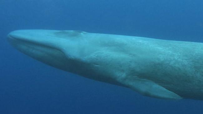 Blue whales weigh up to 180 tonnes, reach 30m in length and eat up to 3.6 tonnes of krill a day.