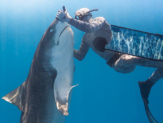 There are 489 species of shark in the world: tiger sharks are one of the ‘big three’, responsible for the most attacks on humans. Picture: Cam Grant/Pierrick Seybald/Australscope