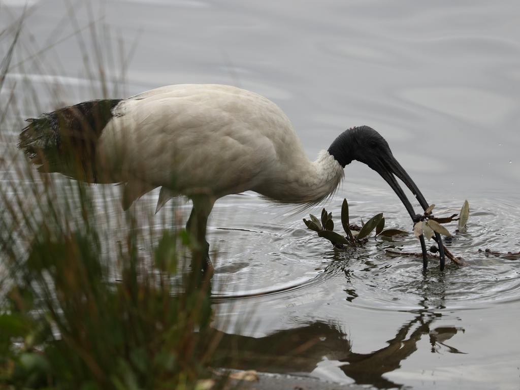 The Ibis ( bin chicken) is starting their breeding season, seen here on an island in The Duck Pond in Centenial Park taking over from the cormorants that have just finished their breeding cycle . It looks like the ibis have raided all the cormorants old nests for twigs making there nests in thick reads on the island . Picture John Grainger