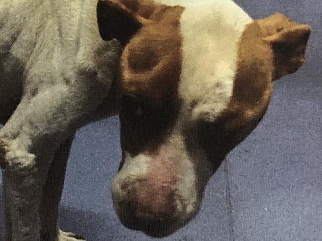 Zlate Talveski, 47, of Barrack Heights has pleaded guilty to animal cruelty after his dog was found by the RSPCA with tumours and seriously underweight. 