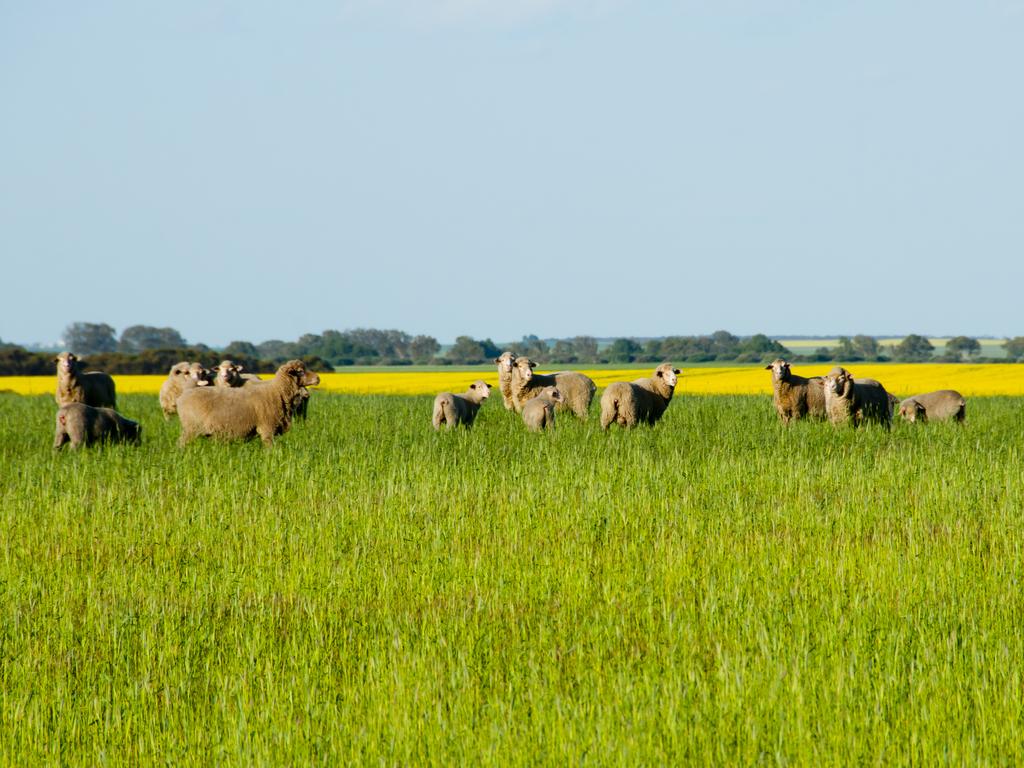 <h2>VISIT THE WHEAT BELT IN BEVERLEY</h2> Two hours east of Perth, and part of the wheat-sheep belt that sits on the banks of the Avon River, lies another of Australia’s colonial settlements. <a href="http://www.beverleywa.com/" target="_blank">Beverley</a> is surrounded by tranquil rolling hills and pastures and is the perfect weekend away if you’re looking to get in touch with country life. Choose from an array of accommodation options such as farm stays or bed & breakfasts, and spend your days strolling through picturesque farmland and forests or exploring the Avon Valley National Park.