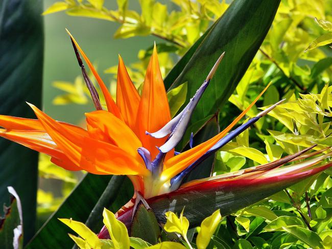 Bird of paradise. Picture: Ron Bloxham