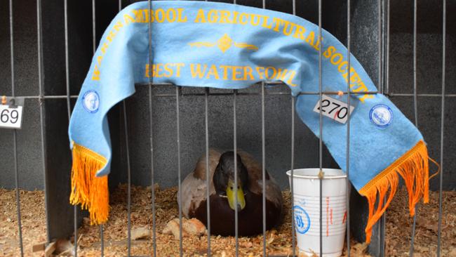 Warrnambool Agricultural Society - Best Water Fowl.