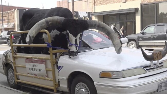 Lee Meyer and his Watusi bull, Howdy Doody, of Neligh, Nebraska were pulled over by Norfolk Police for traffic violations and given a warning. Image: courtesy of News Channel Nebraska