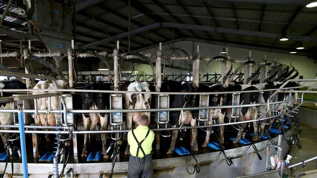 Cows being milked on a rotary dairy at Grassmere. Twenty-one weeks into the 2020-21 season, farmers are still waiting for a price step up. Picture: Andy Rogers