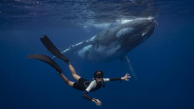 Byron Shire local Scott Wilson from Get Down Whale Watching has successfully completed a trial run of swimming with humpback whales off the Brunswick Heads/Byron Bay coast. He has been running swim trips to Tonga for three years. Photo: Scott Wilson