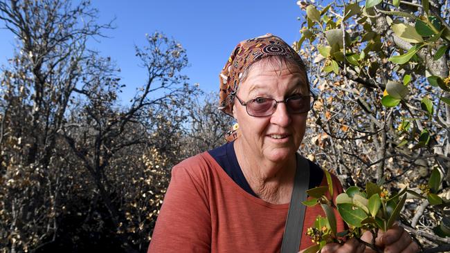 Independent Scientist Peri Coleman of Delta Environmental Consulting with some flowering mangroves at the Mangrove Boardwalk, St Kilda, on April 5, 2021. Picture: Tricia Watkinson