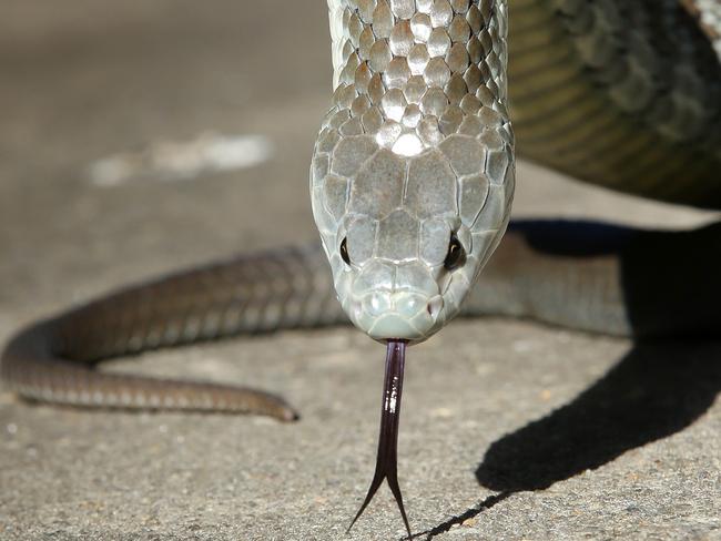 Trying to catch or kill a snake is a good way to get bitten. Picture: Norm Oorloff