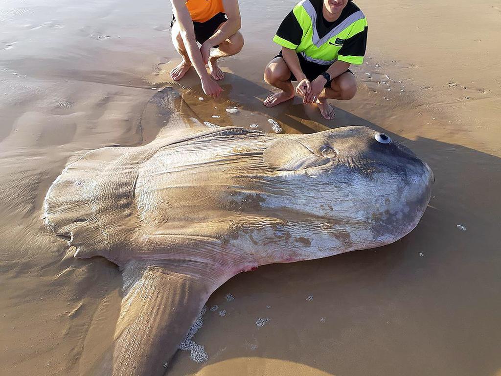 South Australia: Ocean sunfish washes ashore near the mouth of the Murray  River