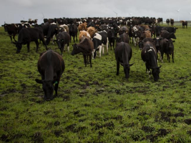 Van Diemen's Land Company heifers at the Woolnorth dairy farmy in the north west of Tasmania.