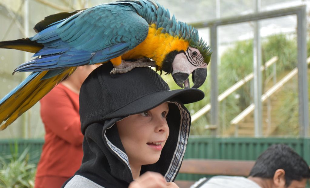 Getting up close with the birds at Maleny Botanic Gardens and Bird World. Picture: Mark Furler