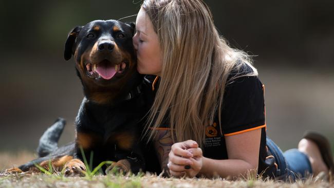 Animal rescue team needs $5000 to fix 10-month-old rottweiler Angus, who  has rickets | The Advertiser