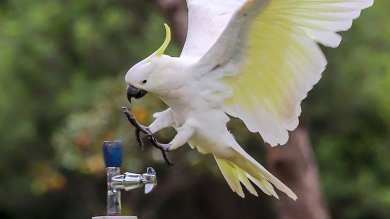 Cockatoos stun by learning human-like trick