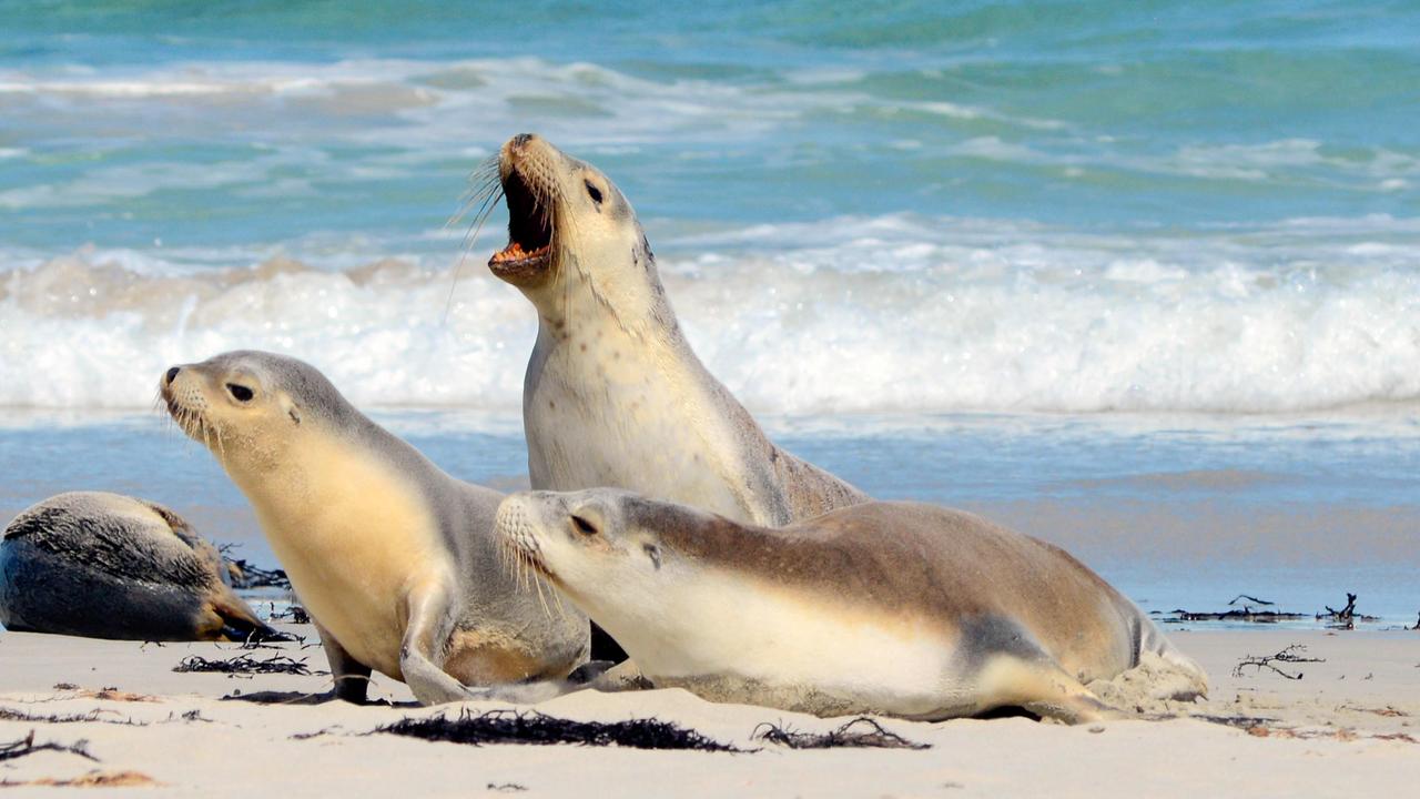 It’s not just birds. Iconic Australian tourist attractions like Seal Bay on Kangaroo Island in South Australia could be at risk. Picture: Alamy