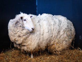 MELBOURNE, OCTOBER 27, 2023: A sheep that has been living with kangaroos in Sugar Loaf National Park for around 10 months has been rescued. The sheep is a massive ball of wool, estimated at 4-5 years worth, is currently at Forever Friends Animal Rescue. Picture: Mark Stewart