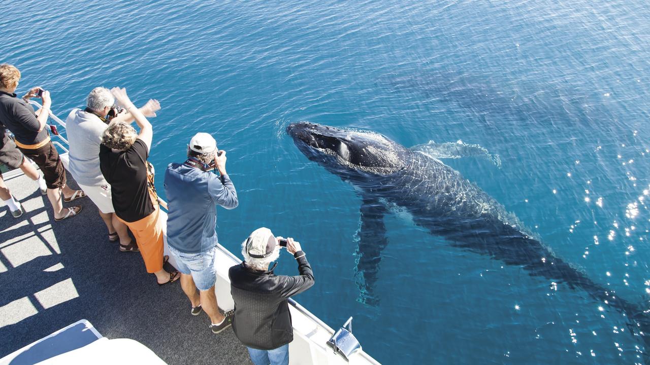 Hervey Bay is known as Australia’s whale highway. Picture: Matthew Taylor/Tourism and Events Queensland