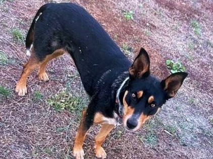 Family’s emotional reunion after kelpie stolen