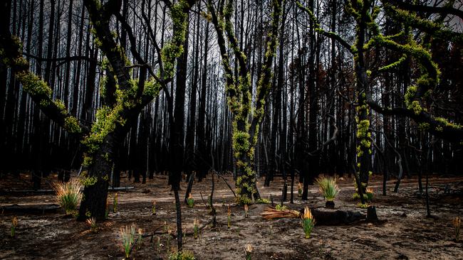 Regrowth on Kangaroo Island. Picture: Matt Turner