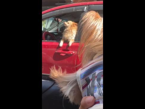Dogs get into road rage in peak hour traffic