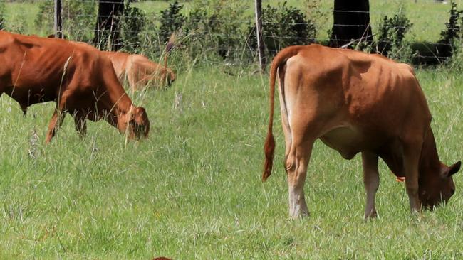 The region’s farmland is selling for an average of $10,077 per hectare, almost double the Queensland average. Photo: Scott Powick Newscorp