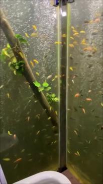 Man turns his bathroom into giant aquarium