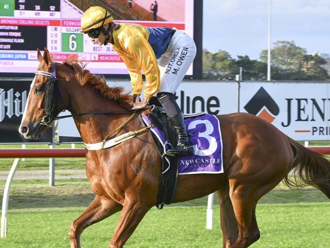 Strobing is looking to book his place in next year's Big Dance with a win in the Taree Good Cup on Sunday. Picture: Bradley Photos