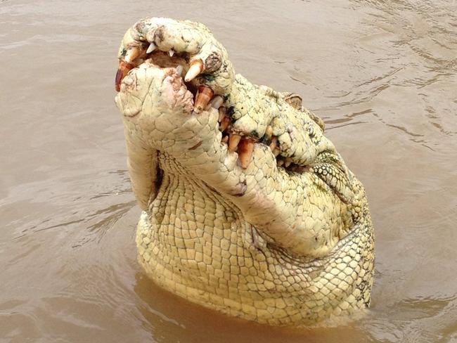 The 4.5-metre half-albino crocodile locals called 'Michael Jackson' that killed Mr Van Tran. Picture: Adelaide River Queen Cruises