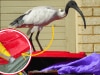 The Aussie hack to stop a pesky bin-day problem