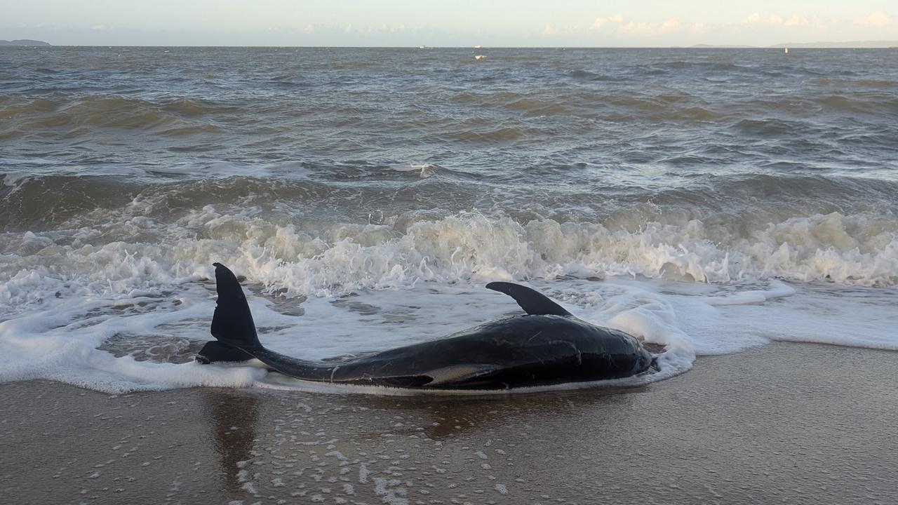 The individual was a rough-tooth dolphin, a species which typically develops pinkish spots on them as they age and live in parts of the ocean at least 1km deep.