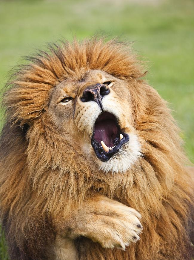 A lion does his best Carry On impression in Gill Merritt’s “Oooh matron - carry on up the jungle!” in Tanzania. Picture: Gill Merritt/Barcroft Images