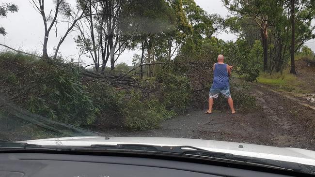 Trees across Pringles Road near Lawrence.