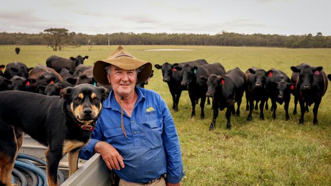 Mibus Brothers farm manager Henry Crompton with calves to be sold at the upcoming January weaner sales at Hamilton. Picture: Nicole Cleary