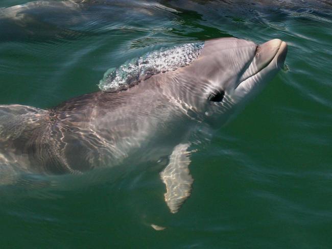 Dolphin Hope swimming in the Port River at Port Adelaide, SA.