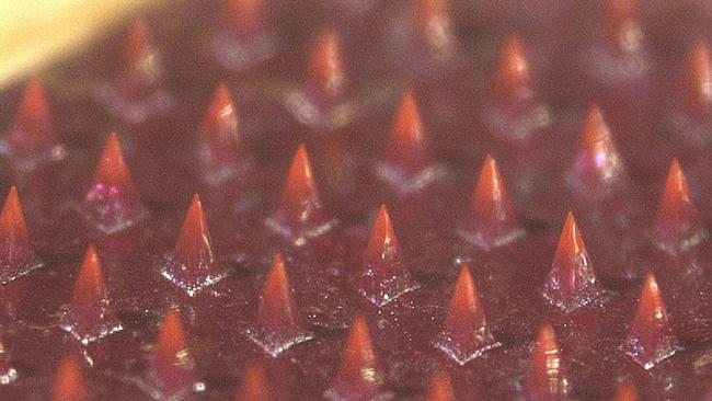 A close up of the array of dissolvable microneedles found on the patch. Picture: Georgia Tech