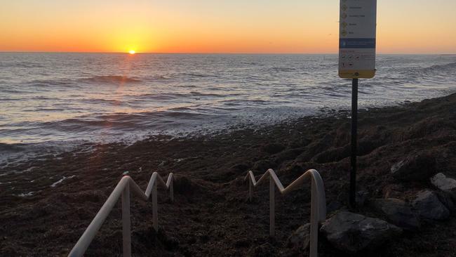 Seaweed washed up at Glenelg North Beach on Monday. Picture: Donnacha Denneny