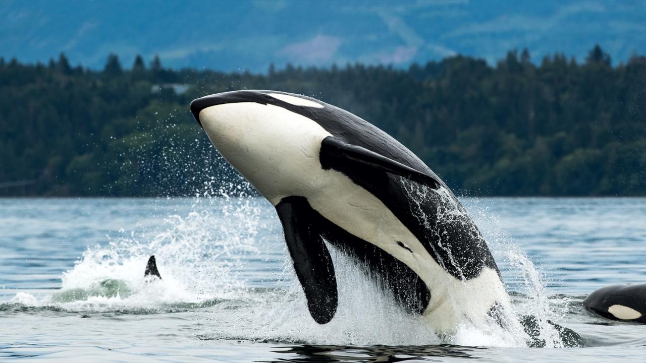 There has been a wave of orca attacks. Picture: istock