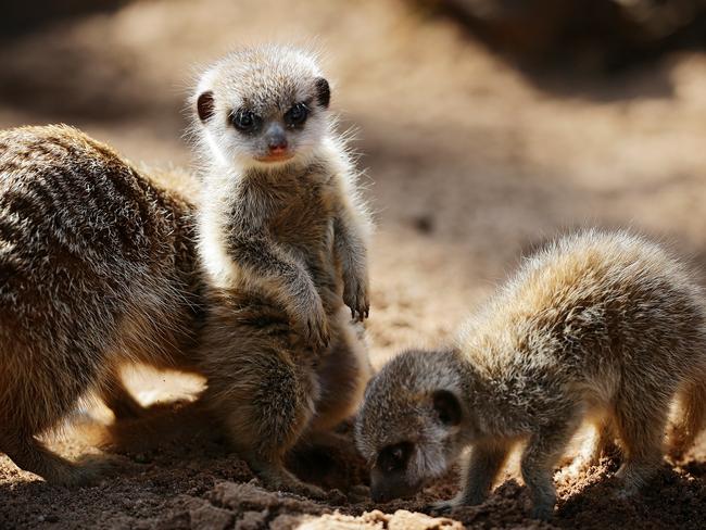 The curious youngsters exploring their enclosure. Cuteness overload! Picture: Toby Zerna