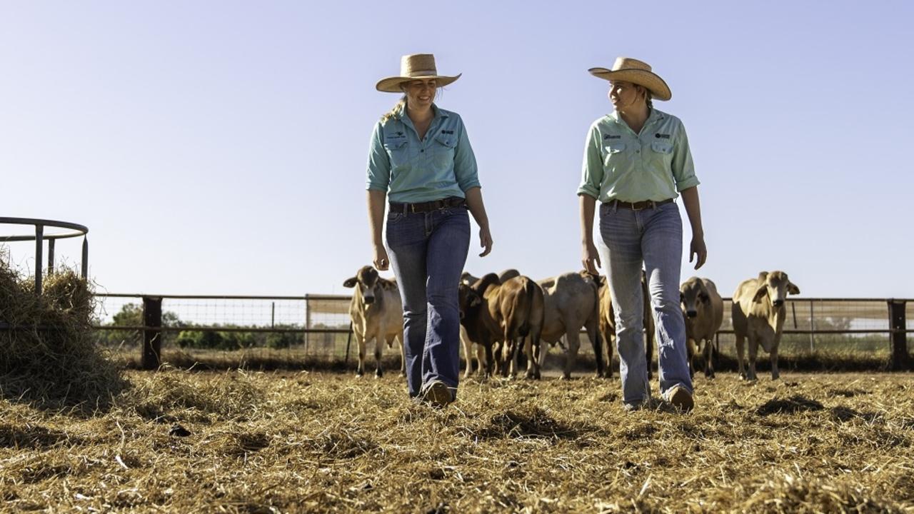 Supporting the Territory’s Beef Cattle industry