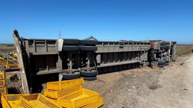 Thousands of chickens have died or been euthanised after a truck rollover near Murray Bridge on January 19, 2024. Picture: RSPCA SA